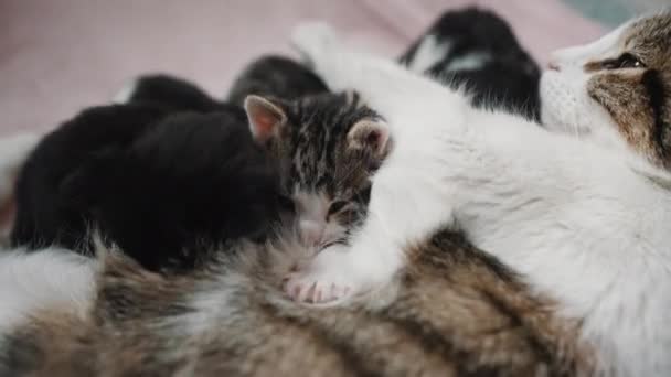 Copiii Drăguți Pisică Hrănesc Timpul Imagini Înaltă Calitate — Videoclip de stoc