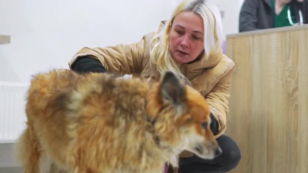Светловолосая Женщина Разговаривает Ветеринаром Гладя Коричневую Пушистую Собаку Клинике Высококачественные — стоковое видео