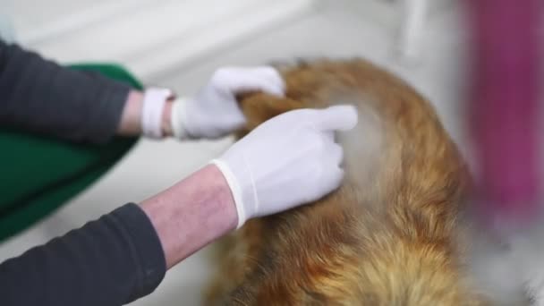 Χνουδωτό Σκυλί Πυροβολείται Από Γιατρό Κλινική Βετεράνων Έλεγχος Ρουτίνας Σκύλου — Αρχείο Βίντεο