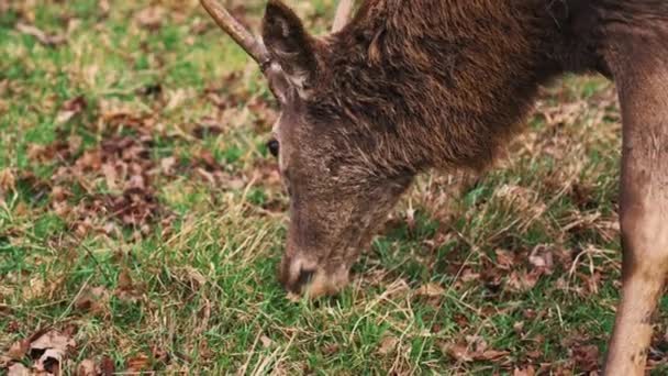 Close Stag Red Deer Chewing Grass High Quality Footage — Stock Video