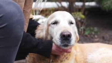 Sarı saçlı kadın köpek barınağında tasmalı bir Golden Retriever köpeğini kucaklıyor. Yüksek kalite 4k görüntü