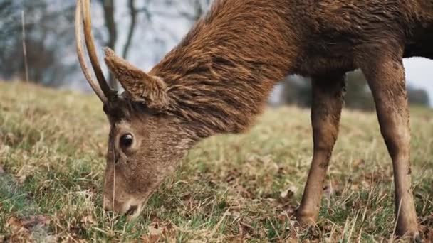 ウォラトンの公園で赤い鹿の放牧の頭を閉じます 高品質4K映像 — ストック動画