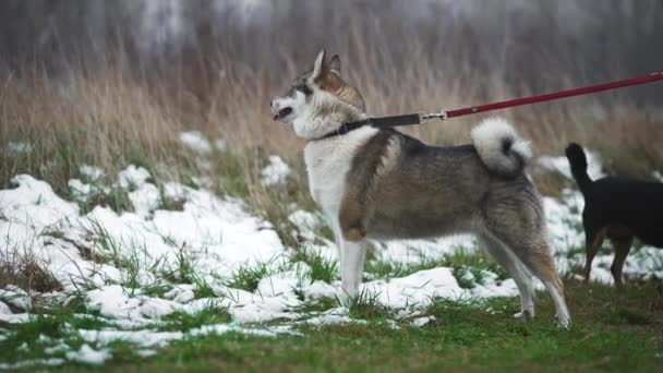 Sibirische Huskys Gehen Während Der Wintersaison Mit Der Tierheimmitarbeiterin Spazieren — Stockvideo