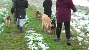 Köpek barınağı kadın gönüllüleri kış boyunca köpekleri güzel bir ormanda yürüyüşe çıkarıyorlar. Yüksek kalite 4k görüntü