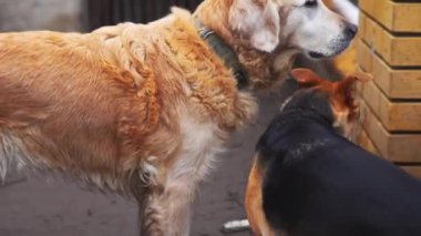 Golden Retriever ve Alman çoban köpekleri köpek barınağındaki metal çitlerden bakıyor. Yüksek kalite 4k görüntü