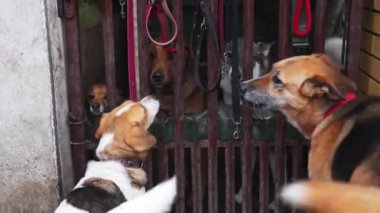 Diğer köpeklere bakan melez köpekleri özel bir barınak kafesine kilitleyin. Yüksek kalite 4K görüntü