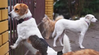 Bir köpek barınağındaki demir çitlerden bakan büyük köpekleri melezler. Kurtarılmış köpekler. Yüksek kalite 4k görüntü