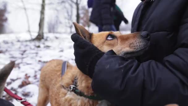 女人拥抱着金毛猎犬在冬季带着收容所的狗出去散步 高质量的4K镜头 — 图库视频影像