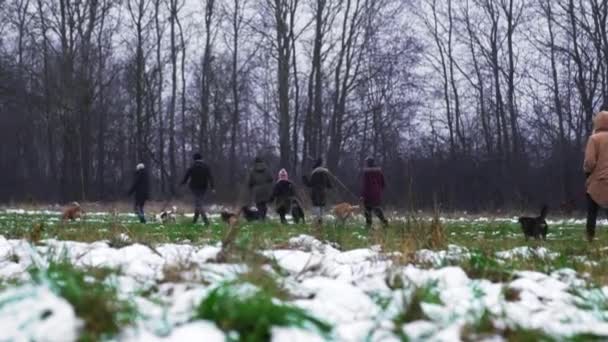 冬天带着狗出去到美丽的森林里散步 为女性志愿者提供狗栖身之所 低角度的观点 草地上的雪是看得见的 高质量的4K镜头 — 图库视频影像