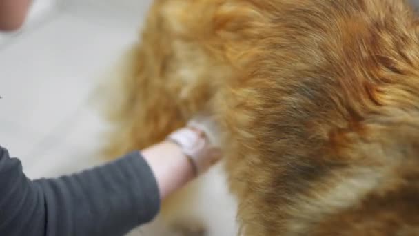 Vet Badania Psa Golden Retriever Klinice Zwierzęta Rutynowe Badania Zdrowia — Wideo stockowe