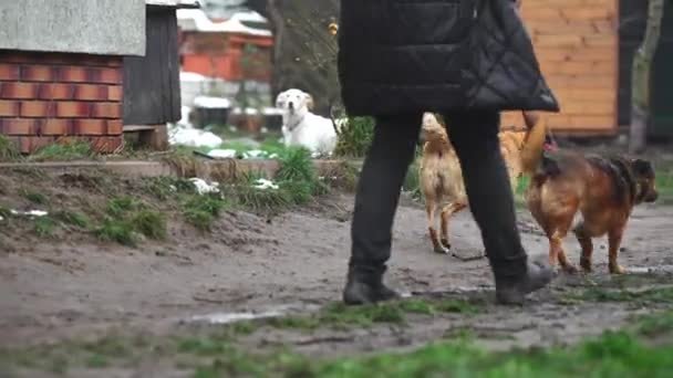Vrouw Die Onderdak Honden Voor Een Wandeling Met Hun Kraag — Stockvideo