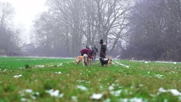 冬天带着狗出去到美丽的森林里散步 为女性志愿者提供狗栖身之所 低角度的观点 草地上的雪是看得见的 高质量的4K镜头 — 图库视频影像