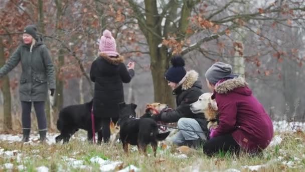 Köpek Barınağı Çalışanları Güzel Bir Sonbahar Parkında Yürüdükten Sonra Köpekleriyle — Stok video
