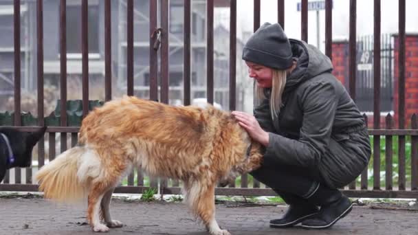Жінка Пече Великого Золотого Собаку Ретривера Приватному Притулку Металевим Парканом — стокове відео
