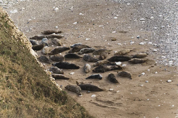 在沙滩上的一群海豹 Flamborough Head 高质量的照片 — 图库照片