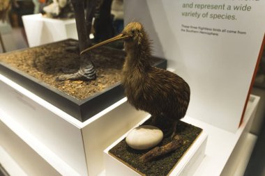 Wollaton Hall Müzesi 'nde doldurulmuş bir kuş ve yumurtasının tam karesi. Turistler için ünlü bir yer. Yüksek kalite fotoğraf