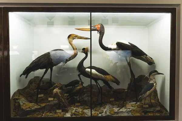 Figuras Grandes Aves Africanas Wollaton Hall Natural History Museum Nottingham —  Fotos de Stock