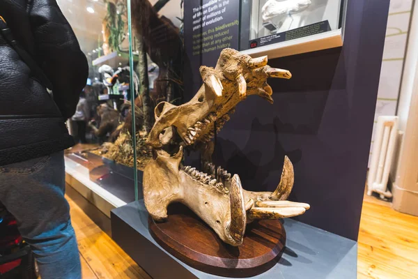 Primer Plano Cráneo Hipopótamo Exhibido Wollaton Hall Museum Nottingham Reino —  Fotos de Stock