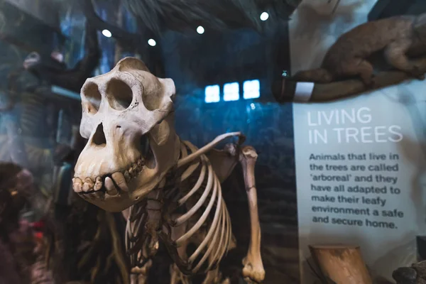 Animales Fósiles Expuestos Museo Wollaton Hall Nottingham Reino Unido Foto —  Fotos de Stock