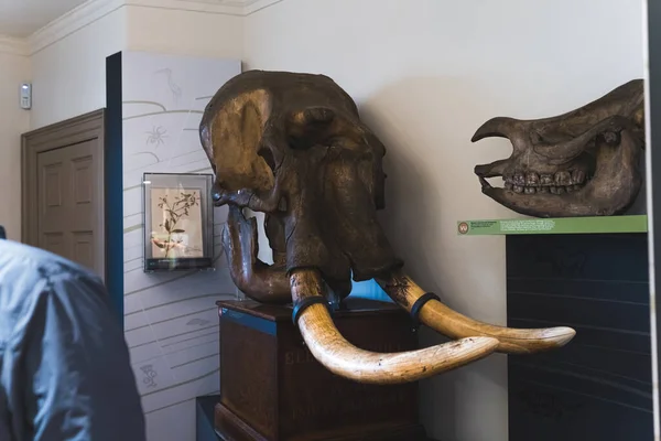 2023 Ноттингем Великобритания Посетители Смотрят Головы Старых Животных Музее Фатонхолл — стоковое фото
