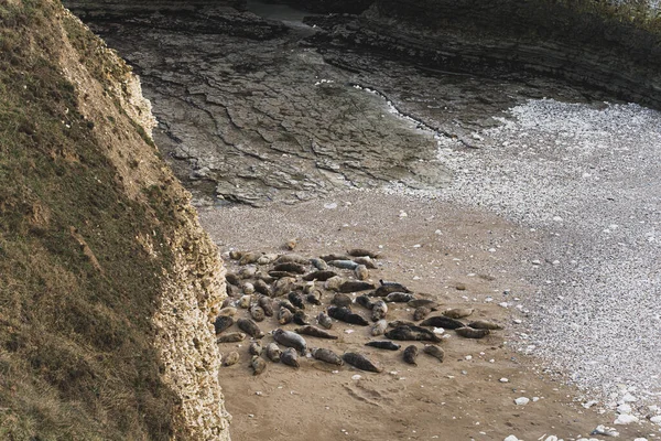 Flamborough Head plajında yatan fok sürüsü. Beyaz tebeşir kayalıklarının yanında. Vahşi Yaşam Konsepti. Yüksek kalite fotoğraf