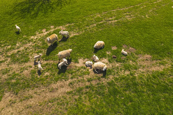 Yeşil çayırlarda otlayan koyun sürüsünün hava görüntüsü, doğal üreme. Yüksek kalite fotoğraf