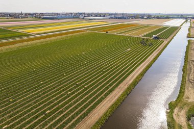 Hillegom Tulip ve Flowers çiftliği, yüksek açı manzaralı. Güneşli bir günde lale tarlalarında çalışan insanlar. Yüksek kalite fotoğraf