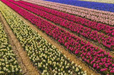 Hollanda Baharı 'ndaki Hillegom Lale ve Çiçek Çiftliği' nde güzel ve renkli çiçek sıralarının yüksek açılı çekimleri. Yüksek kalite fotoğraf