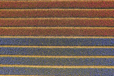 Hollanda 'nın üst manzarasında düz sıra kırmızı ve mavi lale çiçekleri. Yüksek kalite fotoğraf