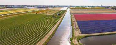 Hollanda laleleri ve polder alanları suyla ayrılmış, insansız hava aracı manzaralı. Yüksek kalite fotoğraf