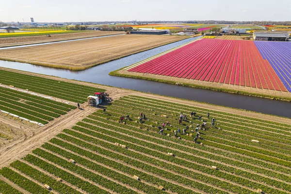 Lale tarlalarında insanlar çalışıyor, Holland. Yüksek kalite fotoğraf