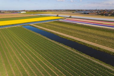 Hollanda 'nın Amsterdam, Hollanda' nın dışındaki renkli lale tarlalarının en iyi hava manzarası. Yüksek kalite fotoğraf