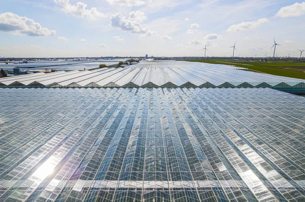 Enorme Campo Invernaderos Verdes Los Países Bajos Vista Del Dron —  Fotos de Stock