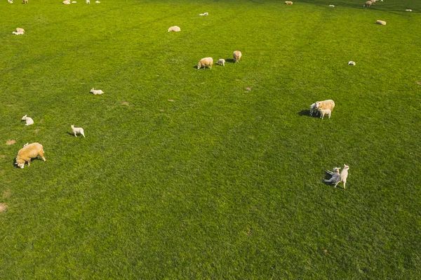 Flock Sheep Grazing Green Field Top Drone View Netherlands High — Stock Photo, Image