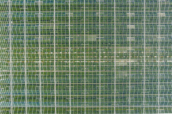 Estufas Verdes Com Teto Transparente Filmado Acima Por Drone Holanda — Fotografia de Stock