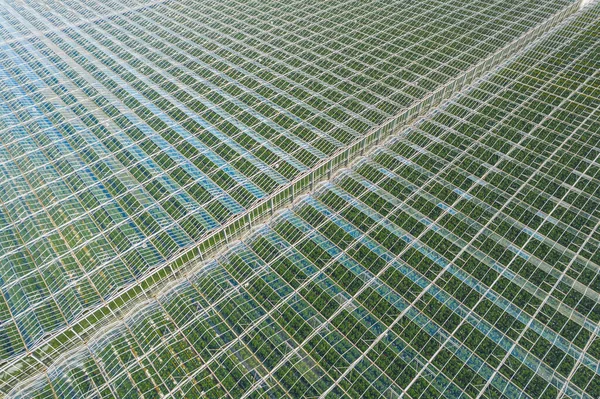Plantaciones Verdes Atravesaron Techo Transparente Foto Alta Calidad —  Fotos de Stock