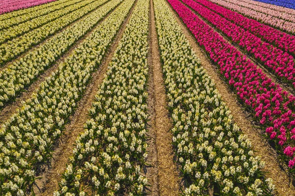 Large field with symmetric flowering tulip beds in Netherlands . High quality photo