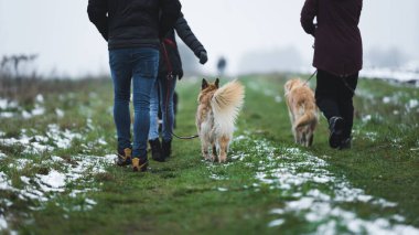 Sonsuza dek en iyi arkadaşlar, köpekler ve insanlar kışın, arka planda yürürler. Yüksek kalite fotoğraf