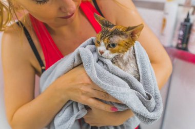 Beyaz kadının Devon Rex 'i duştan sonra havluyla kurutması, kedi konsepti. Yüksek kalite fotoğraf