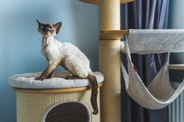Mavi gözlü şey Devon Rex Cat özel yerinde oturuyor ve yukarısına bakıyor. Yüksek kalite fotoğraf