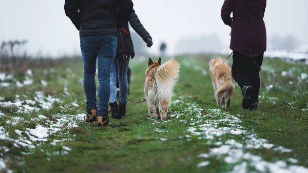 För Evigt Bästa Vänner Hundar Och Människor Promenader Naturen Vintern — Stockfoto