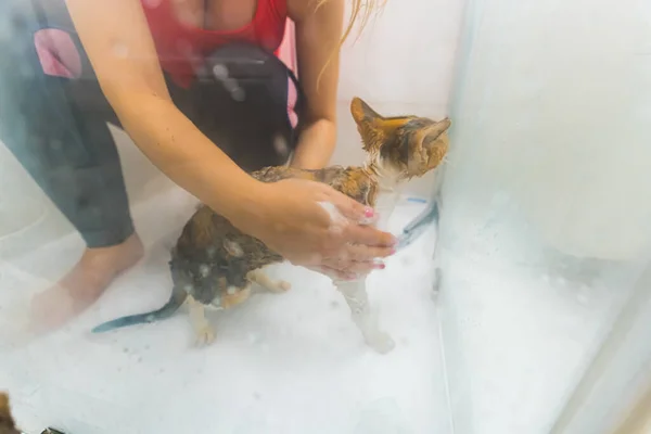 Devon Rex Kot Biorący Prysznic Swoim Właścicielem Koncepcja Zwierząt Domowych — Zdjęcie stockowe