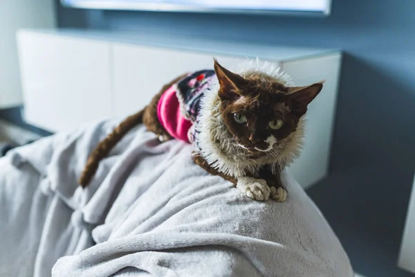 Devon Rex Kočka Roztomilých Šatech Sedí Opěradle Křesla Obýváku Kvalitní — Stock fotografie