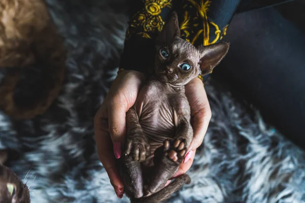 Devon Rex Kočka Odpočívá Rukou Majitelů Hraje Milovaným Mazlíčkem Kvalitní — Stock fotografie