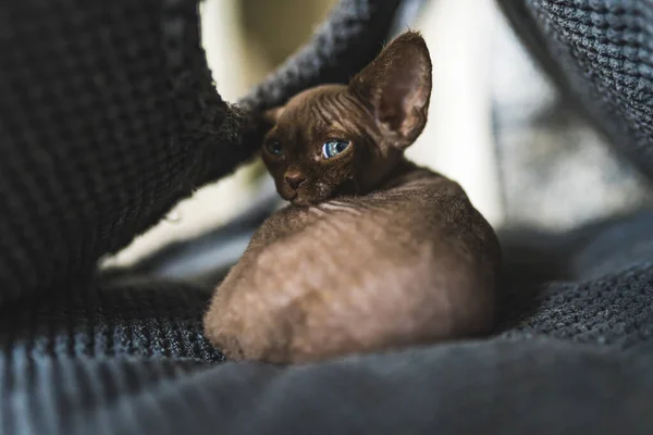 Devon Rex Macska Otthon Pihen Kedves Macskák Kiváló Minőségű Fénykép — Stock Fotó