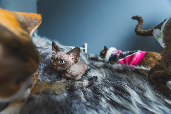 Devon Rex Macskák Fényképezett Bolyhos Ágy Pets Having Rest Kiváló — Stock Fotó