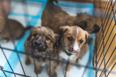 Kafesteki süper sevimli köpek yavruları, evsiz köpekler. Yüksek kalite fotoğraf