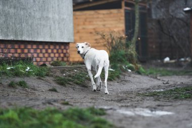 Barınaktaki sevimli beyaz köpek, terk edilmiş ve evsiz köpekler. Yüksek kalite fotoğraf