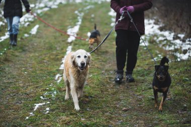 Barınaktaki farklı köpek türleriyle ilgilenen gönüllüler. Yüksek kalite fotoğraf