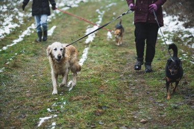 Gönüllü kadınlar kışın yalnız köpekleri yürüyüşe, barınağa götürüyor. Yüksek kalite fotoğraf